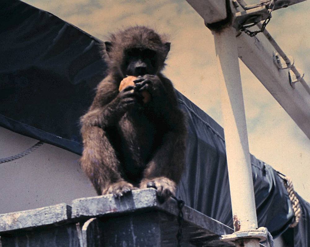 01 Affe Hugo aus Conakry.JPG midi/slr-bl38-01-asc_Hugo.jpg