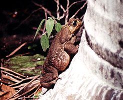 Kubanischer Ochsenfrosch auf einem Foto von H.-J. Mathy, Schwerin slr-hjm-frosch-li.jpg