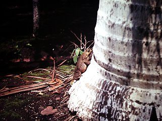 Der Ochsenfrosch auf dem Foto von H.-J. Mathy, Schwerin slr-hjm-frosch-re.jpg